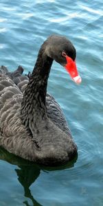 Animals,Birds,Water,Swans