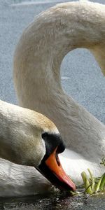 Animales,Birds,Agua,Cisnes,Pico