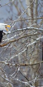 Animals,Birds,Wood,Tree,Branches,Bald Eagle,White Headed Eagle