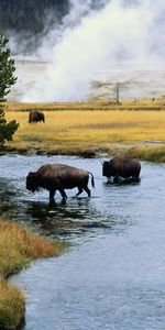 Animals,Bison,Aurochs,Rivers,Transition,Fire