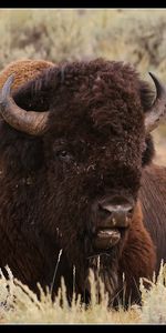 Animales,Bisontes