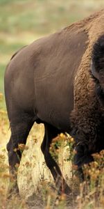 Bisons,Animaux