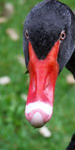 Animals,Black Swan,Bird,Beak