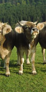 Animals,Bluebells,Lawn,Three,Cows