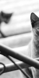 Animals,Blur,Shadow,Steps,Railings,Handrail,Silhouette,Kitty,Kitten,Smooth,Cat,Grey,Black And White