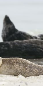 Animals,Blur,Smooth,Animal,Fur Seal,Sand