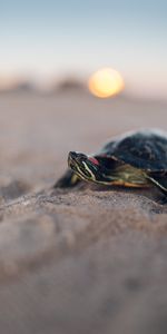 Animals,Blur,Smooth,Carapace,Shell,Turtle,Sand