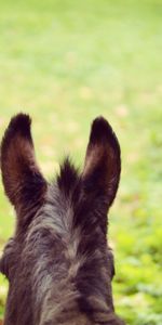 Animals,Blur,Smooth,Ears,Donkey,Wool