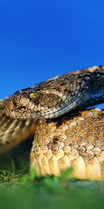 Animals,Blur,Smooth,Scales,Scale,Eye,Snake