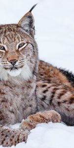 Lynx,Animaux