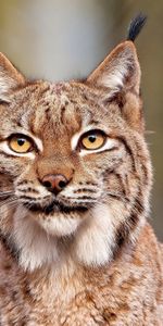 Animals,Bobcats