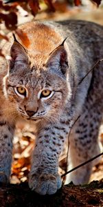 Animals,Bobcats