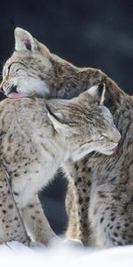 Animals,Bobcats