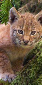 Animals,Bobcats