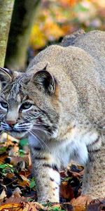 Animals,Bobcats