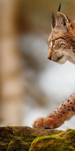 Animales,Linces