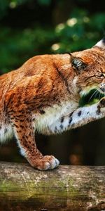 Animaux,Lynx