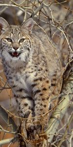 Animales,Linces