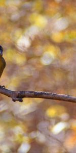 Branche,Birdie,Boquet,Bokeh,Petit Oiseau,Animaux