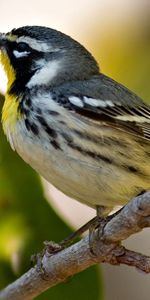 Animals,Branch,Bird,Beak,Leaves