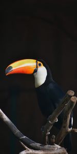 Animals,Branch,Bird,Beak,Toucan