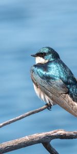 Oiseau,Branche,Avaler,Animaux