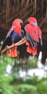 Animals,Branch,Birds,Parrots