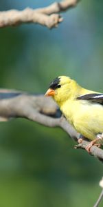 Branche,Couleur,Animaux,Oiseau