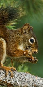 Animals,Branch,Dinner,Squirrel