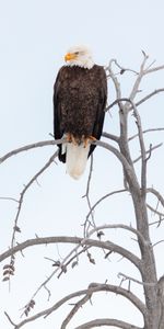 Animals,Branch,Feather,Beak,Eagle