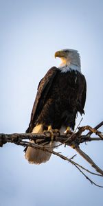 Animals,Branch,Predator,Bird,Eagle