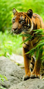 Animals,Branch,Predator,Opinion,Sight,Tiger,Animal,Big Cat