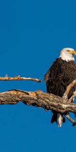 Animals,Branch,Predator,Wildlife,Bald Eagle,White Headed Eagle,Bird