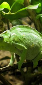 Branche,Animaux,Reptile,Caméléon