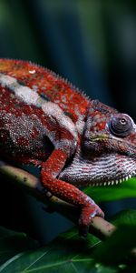 Animals,Branch,Reptile,Chameleon,Exotic