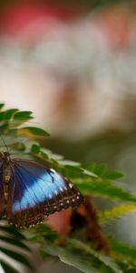 Animals,Branch,Wings,Butterfly,Leaflet,Spring