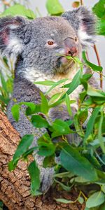 Animals,Branches,Animal,Koala,Grey