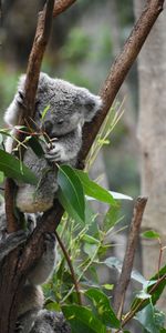 Animaux,Feuilles,Branches,Animal,Drôle,Koala