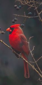 Animals,Branches,Color,Cardinal,Bird