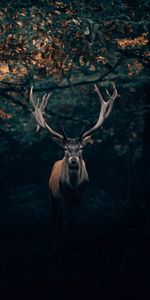 Animals,Branches,Horns,Forest,Wildlife,Deer