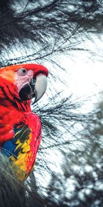 Animals,Branches,Macaw,Bird,Exotic,Parrots