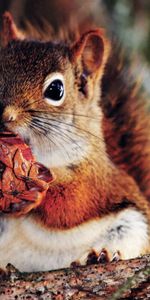 Animals,Branches,Nut,Food,Squirrel