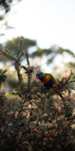 Animals,Branches,Plant,Bright,Bird,Parrots