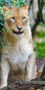 Animaux,Branches,Vue,Opinion,Gros Chat,Lionne,Prédateur,Fauve