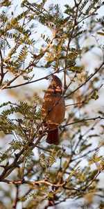 Pájaro,Sucursales,Ramas,Cardenal Rojo,Cardenal,Animales