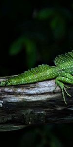 Animals,Branches,Shadow,Lizard,Reptile,Crawl,Log