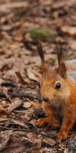 Animals,Branches,Squirrel,Autumn,Foliage