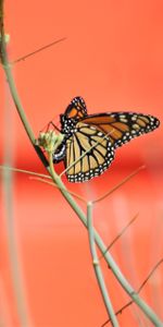 Animals,Branches,Wings,Butterfly,Pattern