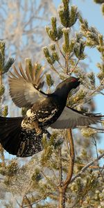 Animals,Branches,Wood Grouse,Wings,Bird