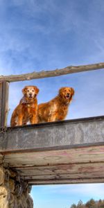 Animals,Bridge,Sky,Pair,Dogs,Couple